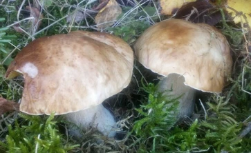 Grzyby naturalne prawdziwki rosnące w trawie